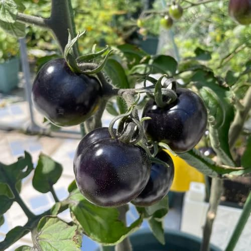 tomatensamen freiland, steingartenpflanzen winterhart bio alte sorten stauden mehrjährig exotische indoor 200pcs