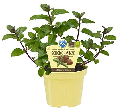 Bio Minze Schoko-Minze (Menta x piperita), Kräuter Pflanzen aus nachhaltigem Anbau, (1 Pflanze)