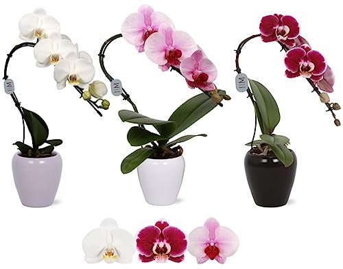 POWERS TO FLOWERS - ORCHIDEA PHALAENOPSIS TRIS IN VASO CERAMICA, VASO 8CM DIAMETRO, 3 PIANTE, piante vere