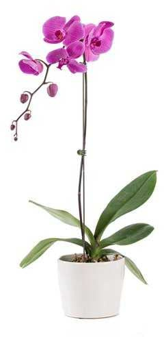 Orquídea Mariposa con Flores Púrpura Planta de Interior Natural