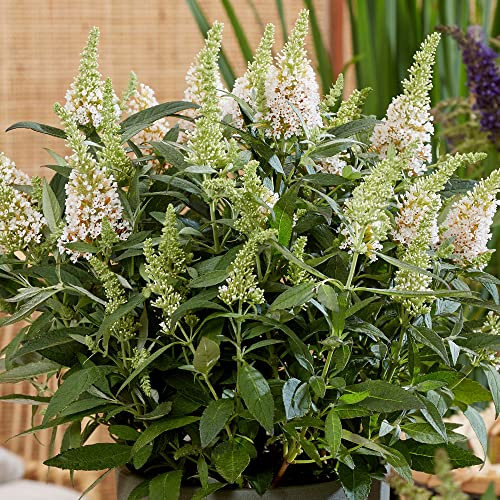Buddleia Butterfly Candy Little White | Outdoor Flowering Dwarf Butterfly Bush | Deciduous Shrub for Patio Garden in Plant Pot (15-30cm Incl. Pot)