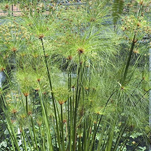 Cyperus papyrus - topfpflanzen büropflanzen pflanzenkübel gartenpflanzen steingartenpflanzen zimmerbonsai bonsai balkongarten exotische zimmerpflanzen bonzai grünpflanzen dachbegrünung 60samen