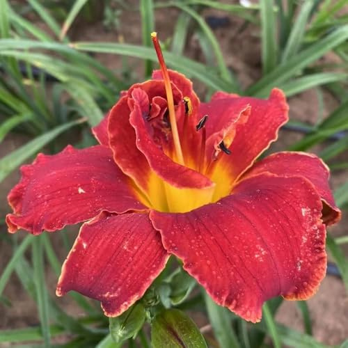 taglilien winterhart - balkon, garten mehrjährig bio stauden 550samen