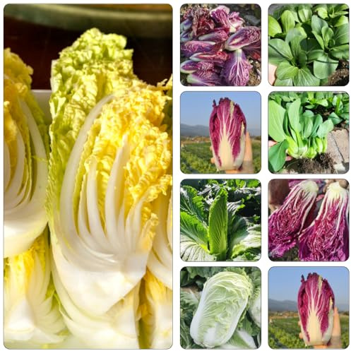 col china perennes resistentes semillas orgánicas pak choi balcón invernadero semillas cocina jardín invierno Reverdecimiento 1000pcs