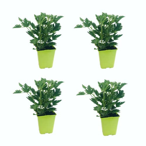 Geranio Antimosquitos DECOALIVE Pack de 4 Plantas Naturales Que Repelen Insectos