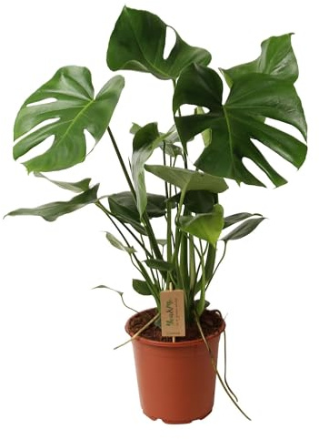 Monstera deliciosa - 50-60cm - Ø21cm - Plante d'intérieur - Vert persistant