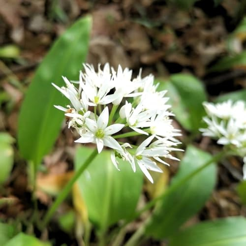 semillas de ajo silvestre - de jardín orgánicas ajo silvestre resistente, balcón con parterre elevado 420pcs