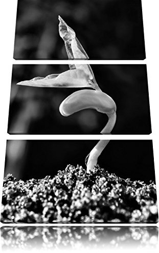 Pixxprint Monocrome, Kleiner grüner Keimling, Leinwandbild 3 Teilig, Gesamtmaß: 120x80cm, Wandbild, Dekoration, fertig gespannt, Kein Poster