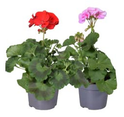 Geranio - Lote 2 Plantas - Flores de Colores - Plantas Naturales - Terraza y Jardín