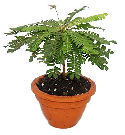 Lot de 2 Biophytum sensitivum - Palmier des mers du Sud - Pot de 9cm en argile