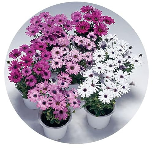 Dimorphoteca Pack de 4 Unidades de Plantas con Flores de Colores Margaritas Naturales para el Hogar