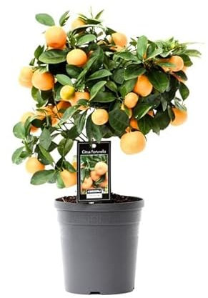 Naranjo Enano Árbol Natural para el Interior del Hogar