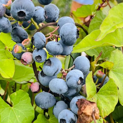 Blaubeeren - Heidelbeeren - obstgarten garten kaufen säulenobstbäume säulenobst winterhart 400Samen
