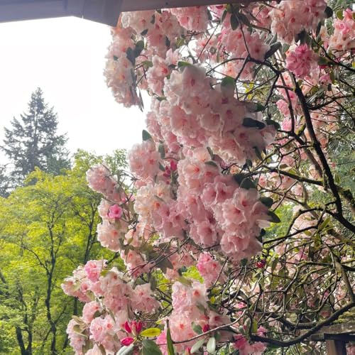 Semillas de rododendro resistentes - Decoración de balcón, jardín, perennes azalea raras orgánicas interior 25pcs