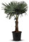 Tropictrees Trachycarpus Fortunei Hanfpalme winterschutz mit einer Stammhöhe von 60-80 cm | Höhe 170cm | Gelbe und grüne Blätter | Winterschutz Palme für drinnen und draußen