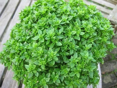 50 SEMI DI BASILICO GRECO A PALLA semi freschi