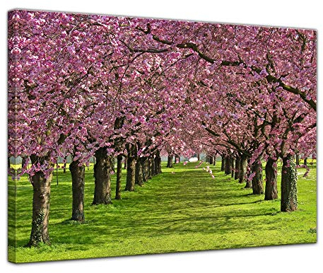 Bilderdepot24 Kirschblüten - Bild auf Leinwand 80 x 60 cm - Leinwandbilder Bilder als Leinwanddruck Pflanzen & Blumen Natur Kirschbäume in voller Blüte