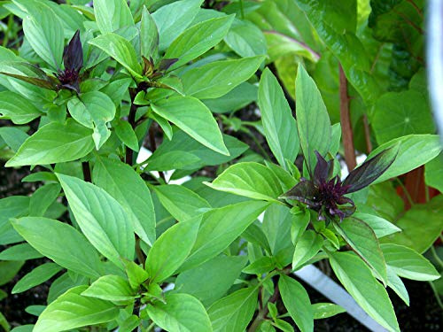 Thai Basil, Horapha, Hun Que, Anise, Non-GMO 500 Seeds