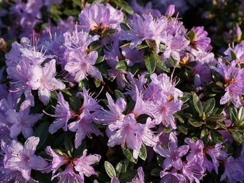 Rhododendron impeditum Moerheim - Kleinblättrige Alpenrose -25-30cm