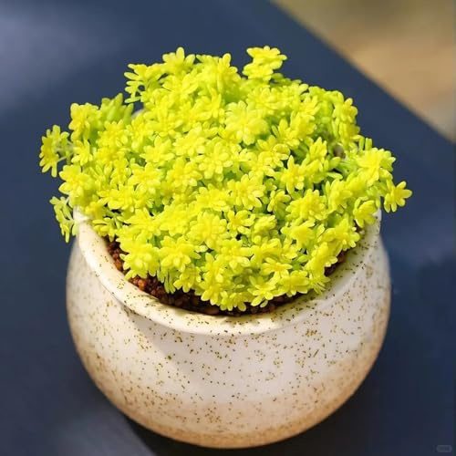 semillas de sedum, orgánicas balcón raras exterior cobertura perenne resistente 150pcs