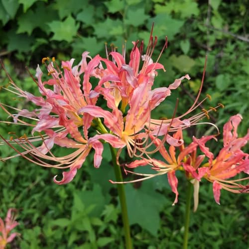 giglio ragno - a precoce lycoris radiata in vaso rialzata giardino per interno decorazione 7bulbi