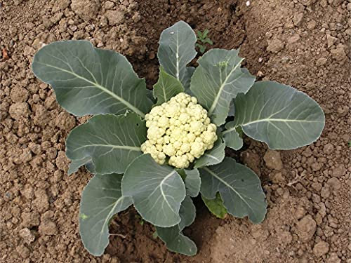 Lot of 250 Cauliflower Seeds Wonder of All Seasons - Traditional Variety - Very Easy to Cultivate for Beginners - Germination Guarantee - Reproducible Seeds