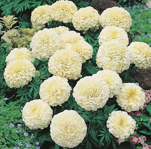 Buy4seeds 30 TAGETES ERECTA Marigold Seeds - White Ball Easy for Grow Garden