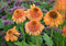 15 semi di piante di uva spina:Seeds Only