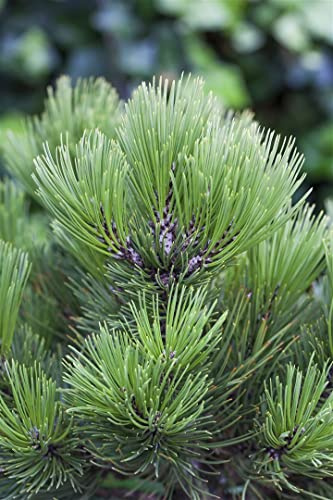 Pinus heldreichii 'Den Ouden' 25-30 cm – Winterhart, Immergrün, Pflegeleicht – Bosnische Kiefer – Nadelgehölz für Steingarten & Kübel