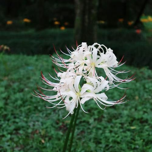 lirio araña, lirio de sangre - resistentes en Lycoris radiata silvestres en el balcón decoración de otoño Decoraciones jardín exteriores 3bulbos