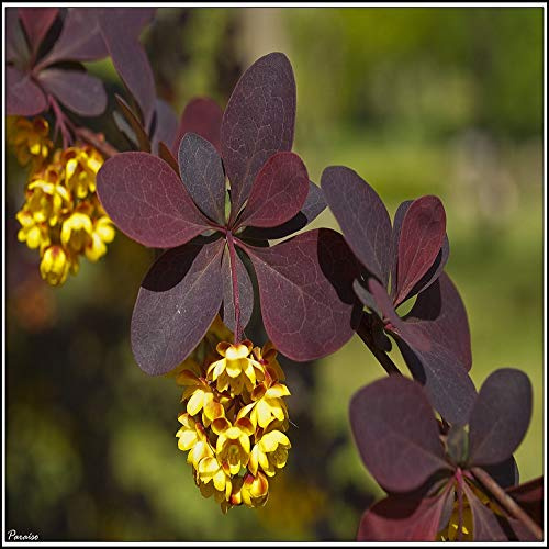 15 röda berberisfrön (Berberis vulgaris)