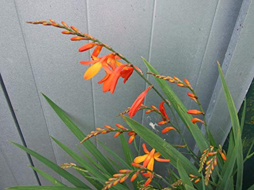 Portal Cool 30 Crocosmia Lucifer Montbretia Corm/Bulbi Dug dal Mio Giardino