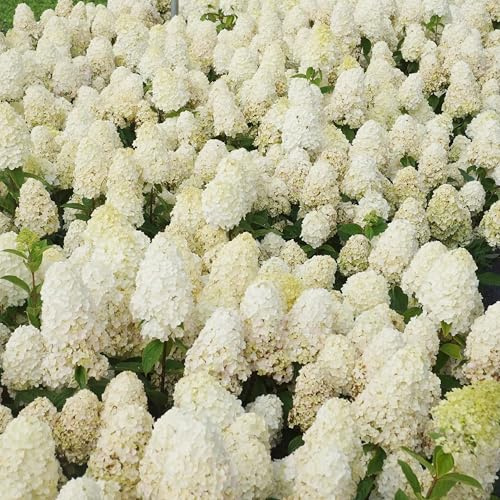 GARTEN SCHLÜTER® Niedrige Rispenhortensie Baby Lace cremeweiß | Hortensie winterhart & mehrjährig - Hydrangea paniculata - 1 Pflanze