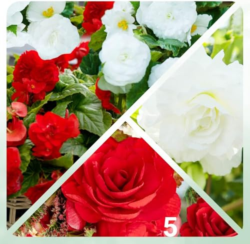 Begonia Rouges et Blancs Doubles Collection - 5 Bulbes de Fleurs à Planter Exterieur - Plante Exterieur Jardin - Naturelle Plantes de Hollande (pas de graines, non artificielle)