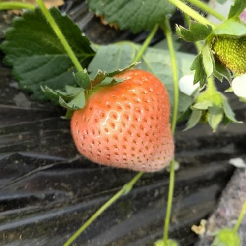 semi di fragola colonnari resistente per ufficio 100pcs