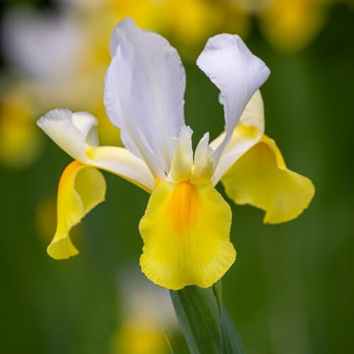 Carbeth Plants - 50 x Iris Symphony Spring Bulbs - Yellow Summer Flowering Perennials - UK Hardy Low Maintenance Pollinator Friendly - Grow in Beds, Borders and Patio Pots