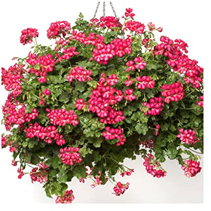 Trailing Geranium Happy Face Dark Red Mex- 6 Starter Plants -Geraniums .Fantastic for Hanging Baskets, Plug Plants. Glam up Your Garden. Summer is here! Plants Online.