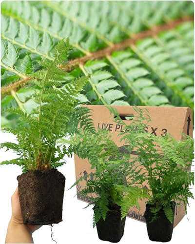 3 Large Shield Fern Garden Ready Plants - Evergreen with Dark Green Fronds. Perfect Shrub for Outdoor Rockery or Cottage Garden, Container Planting or Indoor Houseplant. 1ltr Rootball, 30-40cm Tall