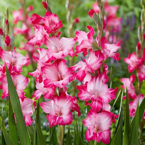 100 graines de fleurs de glaïeul