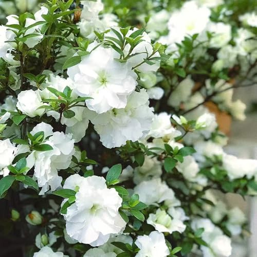 Semi di rododendro e azalea - raro arbusti ornamentali resistenti estivi d'appartamento organico decorazioni da giardino per esterni esotico serre da balcone 130pcs