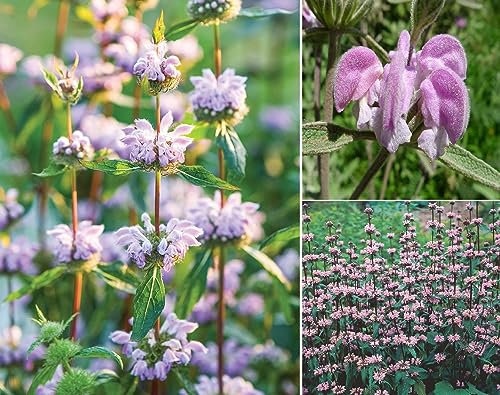 Jerusalem Sage Phlomis Tuberosa 15+ Seeds
