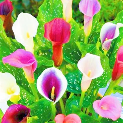 Calla Lily Bulbs-Calla Lily Plants Ornamental Flowers/Garden Flowers/Wedding Flowers/Plant Bulbs/Hardy Perennial-10bulbs-b
