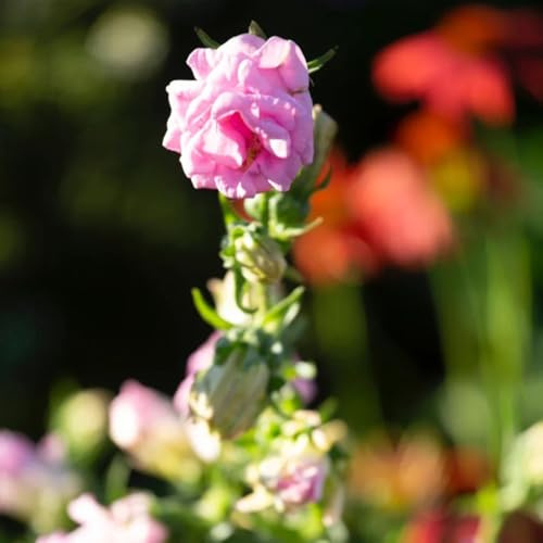 semi resistenti di campanula per luoghi soleggiati campanula resistenti all'esterno biologici per aiuola 130pcs