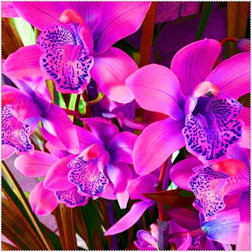 Cymbidium,Vari Colori,perenni,splendente e vivace,Ambiente Paesaggistico,Decorazione del giardino.-3Cymbidium pezzo-L