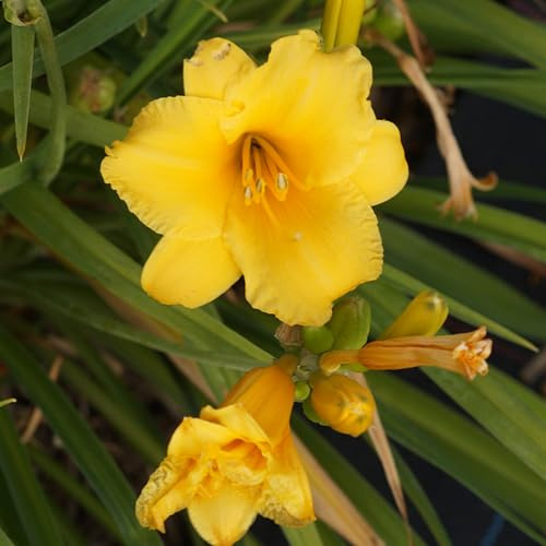 Blumixx Stauden Hemerocallis Hybride 'Stella d'Oro' – Taglilie, goldgelb blühend, winterharte Staude, langblühend, für Beet