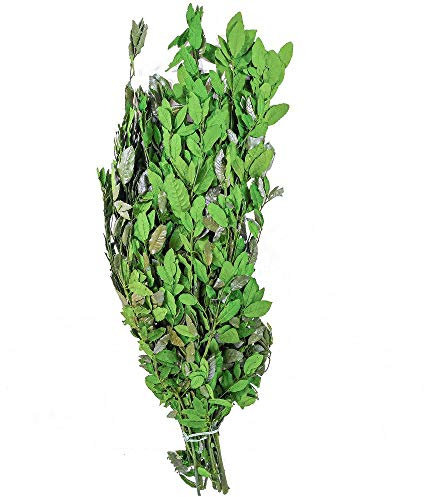 Naturosphère - Décoration Naturelle C44 - Quercus Ilex Vert stabilisé - 90 cm