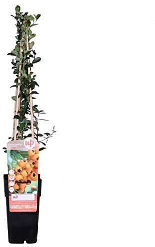 Feuerdorn Soleil dOr 60-80 cm - Pyracantha Soleil dOr