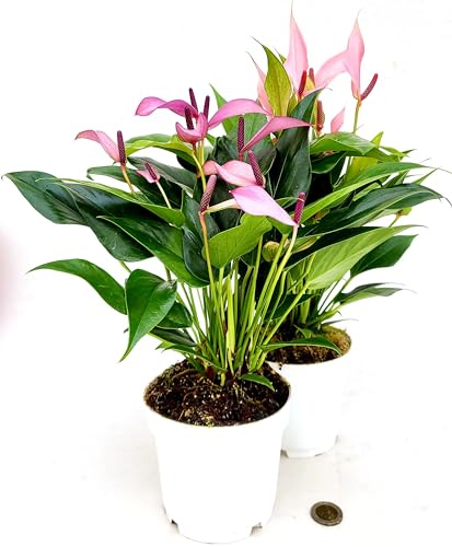 POWERS TO FLOWERS - ANTHURIUM VIOLA ZIZOU e ROSA LILLI IN VASO 12cm diametro, piante vere