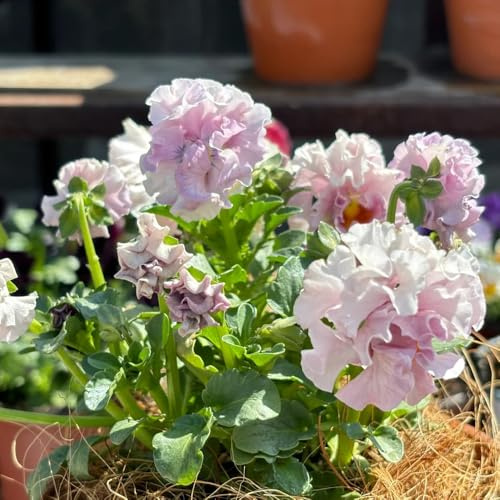 semillas de pensamiento, resistentes, Decoración jardín 250pcs