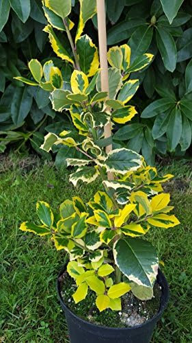 gelbgrüne Hülse, Ilex altaclerensis Golden King 80-100 cm hoch im 10 Liter Pflanzcontainer